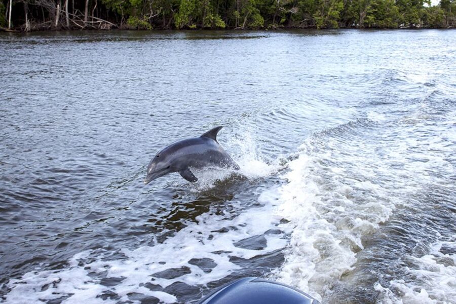 From Panama City, FL: Shell Island Ferry - Shelling along the white-sand shore