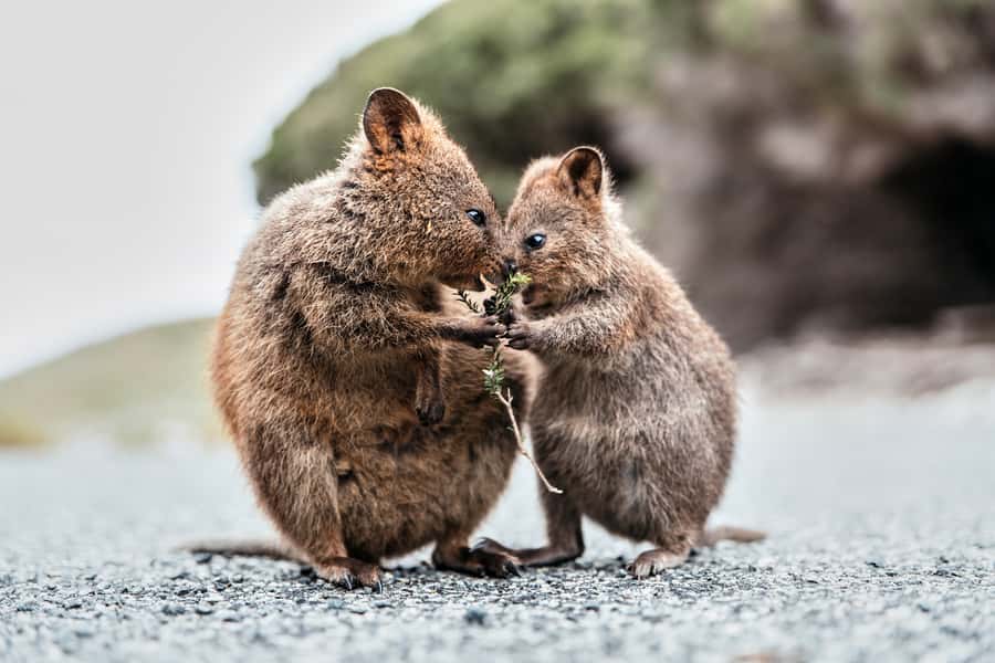 From Perth or Fremantle: Rottnest Island Ferry and Bus Tour - Why the bus is a smart way to see Rottnest Island