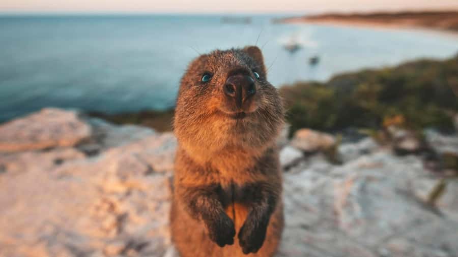 From Perth: Rottnest Island Ferry & Bus Day Tour - How to use the free afternoon