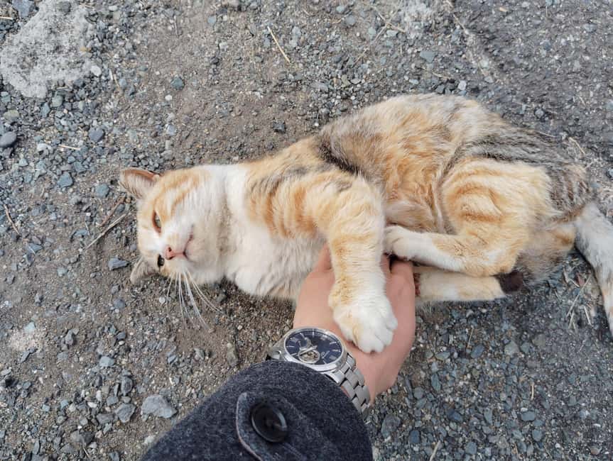 Fukuoka: Cat Island, Ainoshima Guided Tour with Ferry Ride - The ferry from Nishitetsu Shingu Station