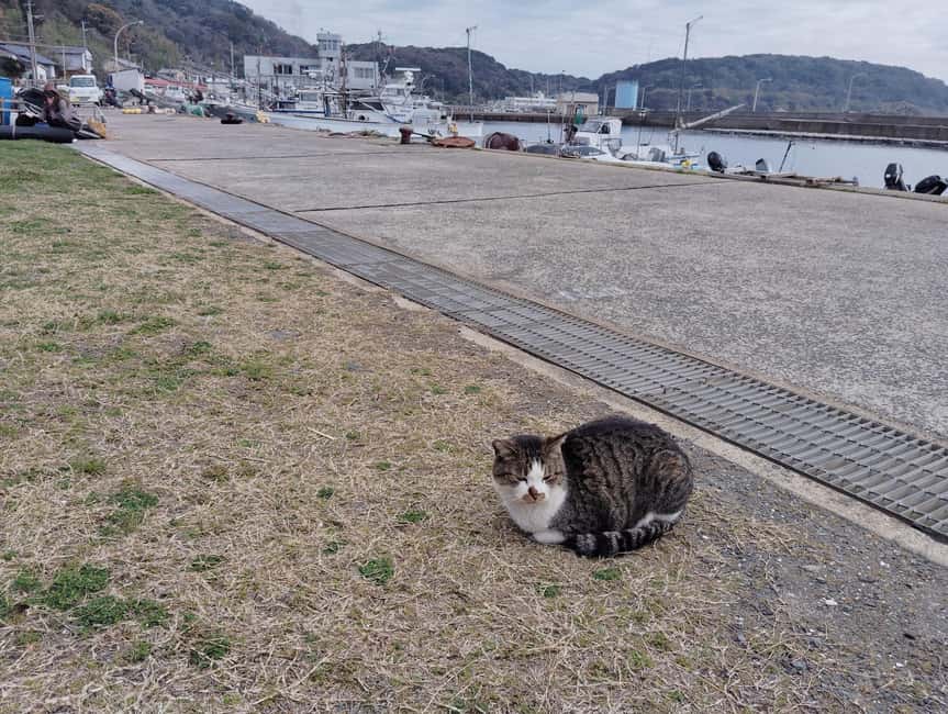 Fukuoka: Cat Island, Ainoshima Guided Tour with Ferry Ride - Meeting Ainoshima at the harbor