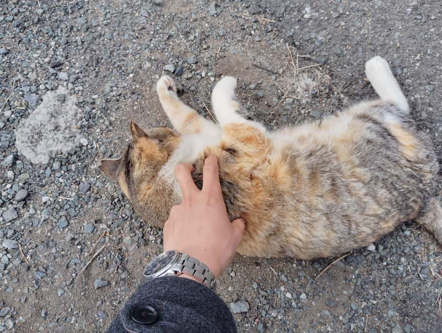 Fukuoka: Cat Island, Ainoshima Guided Tour with Ferry Ride - Who will enjoy this Ainoshima outing?