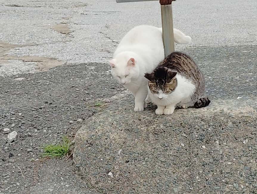 Fukuoka: Cat Island, Ainoshima Guided Tour with Ferry Ride - Should you book this cat island tour?