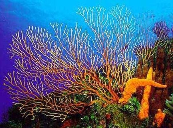 FunDiving in Cozumel - By Ferry - 2 Tanks in the wonderful Caribbean sea - Key points to know before you book