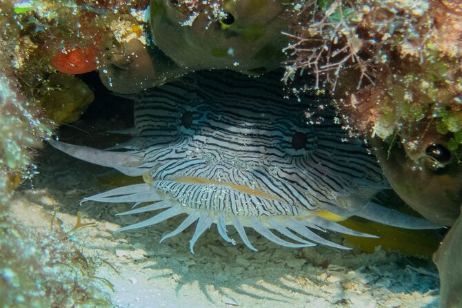 FunDiving in Cozumel - By Ferry - 2 Tanks in the wonderful Caribbean sea - A boat built for a small group
