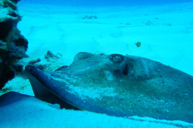 FunDiving in Cozumel - By Ferry - 2 Tanks in the wonderful Caribbean sea - Guides and the quality of supervision