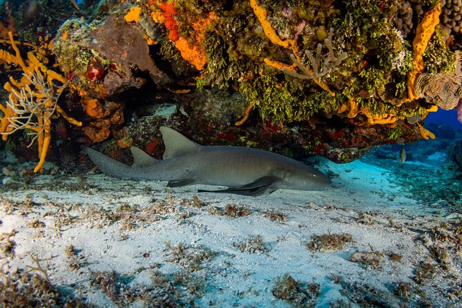 FunDiving in Cozumel - By Ferry - 2 Tanks in the wonderful Caribbean sea - Palancar Reef and the first underwater session