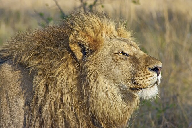 Gambia to Senegal Tour with Ferry Crossing and Safari Park - Why this Gambia to Senegal trip is worth considering