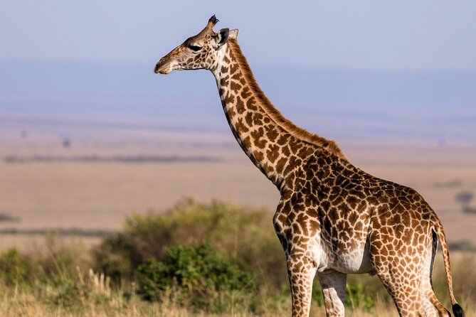 Gambia to Senegal Tour with Ferry Crossing and Safari Park - Crossing the Gambia River from Banjul to Barra