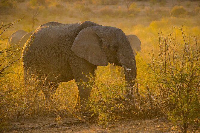 Gambia to Senegal Tour with Ferry Crossing and Safari Park - Amdallai and the two-hour border stage