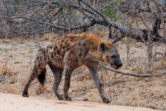 Gambia to Senegal Tour with Ferry Crossing and Safari Park - Returning through Senegal and back to Banjul