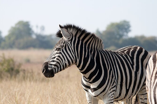 Gambia to Senegal Tour with Ferry Crossing and Safari Park - What the $148.72 price really covers