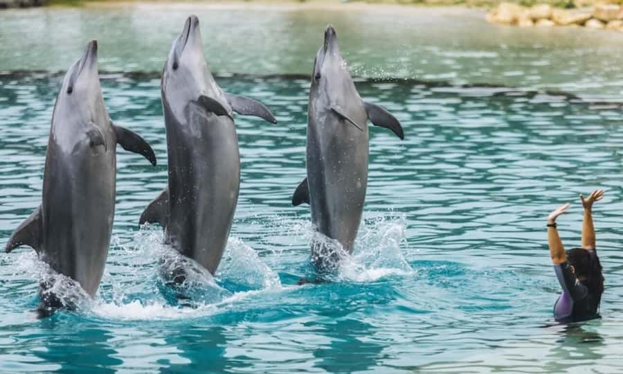 Gold Coast: Sea World Cruise & Entry Combo Ticket - Seven hours among marine animals