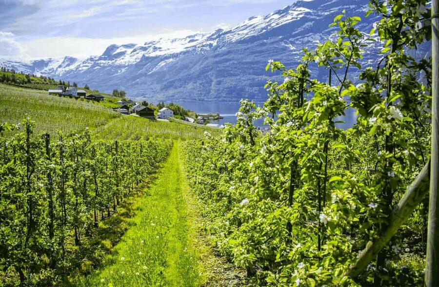 Guided tour: Hardangerfjord, Waterfalls and Ferry crossing - Key points at a glance