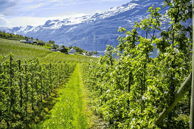 Guided tour to Hardangerfjord with Waterfalls and Ferry Crossing - A full day from Bergen into Hardangerfjord country
