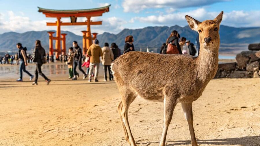 Hiroshima to Miyajima: Private Custom Tour with Ferry Ride - Meeting at Hiroshima Orizuru Tower