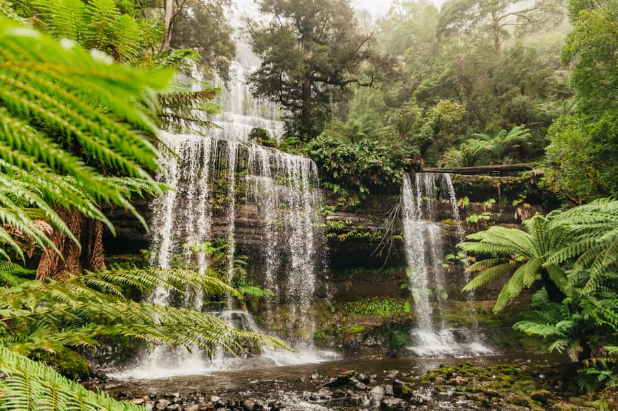 Hobart: Mt Wellington, Mt Field, Bonorong and Richmond Trip - Key points at a glance