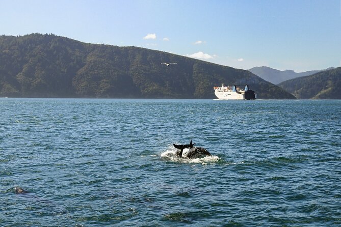 InterIslander Ferry - Wellington to Picton - Baggage rules that matter
