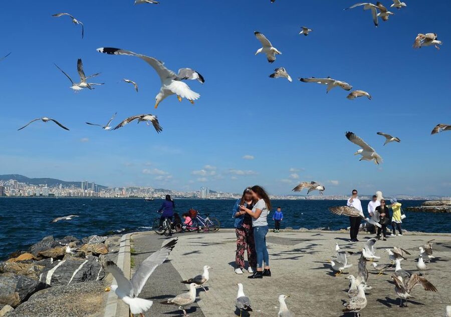 Istanbul: Round-Trip Ferry Tickets to the Princes' Islands - Ferry schedules and the return trip