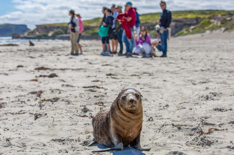 Kangaroo Island Full Day Experience by Ferry Including Lunch - A two-course lunch in the bush