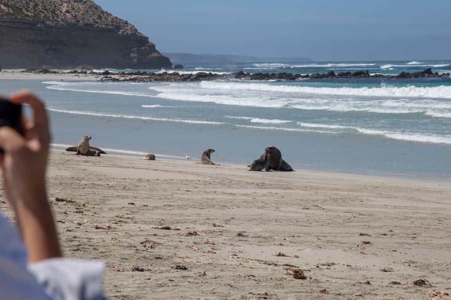 Kangaroo Island Full Day Experience by Ferry Including Lunch - Remarkable Rocks and the power of Flinders Chase