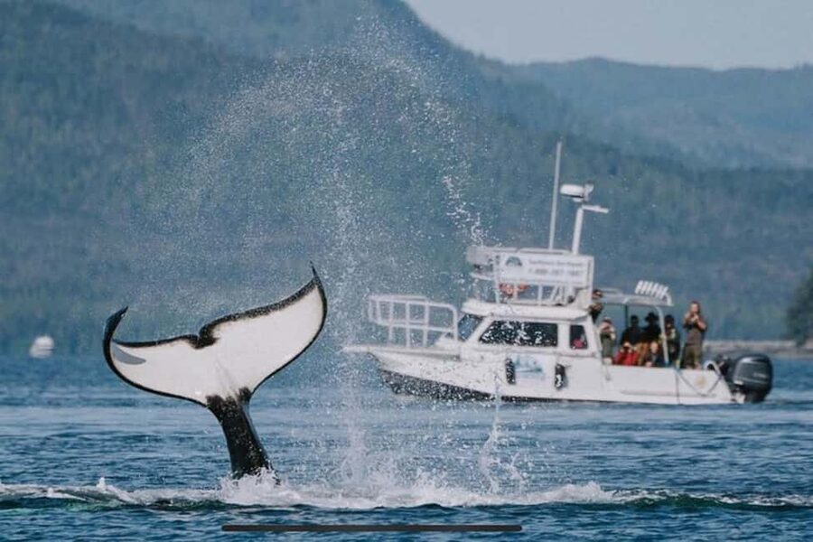 Ketchikan: Orca Cove Fast Boat and Sea Kayak Tour - Key points at a glance