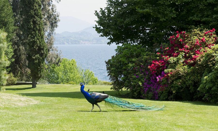 Lake Maggiore: Borromean Islands Tickets with Boat Transfer - Isola Bella, the Baroque showpiece