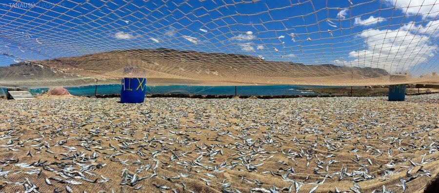 Lanzarote: Return Ferry to La Graciosa with Bus Pickup - FAQ