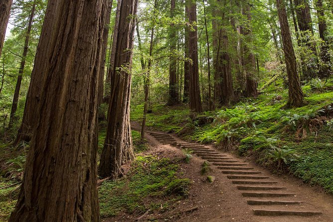 Muir Woods and Sausalito (Return by Bus or Ferry) - What changes with the bike tour upgrade