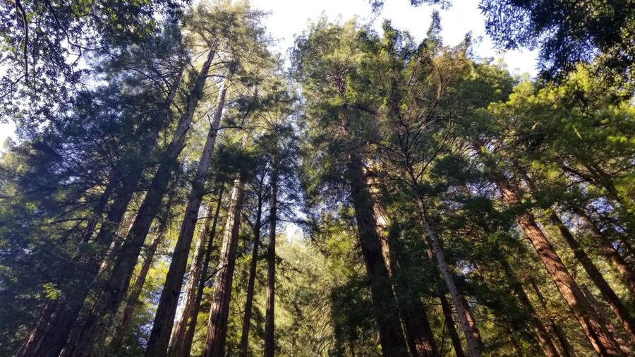 Muir Woods, Sausalito and Ferry back to Fisherman's Wharf - From San Francisco hotels to the Golden Gate Bridge
