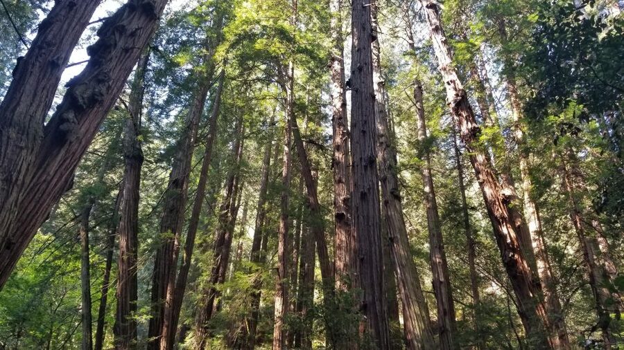 Muir Woods, Sausalito and Ferry back to Fisherman's Wharf - Entering Muir Woods beneath 400-foot redwoods