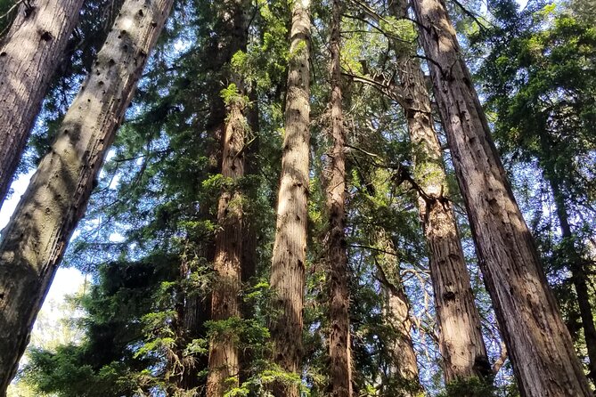 Muir Woods Sausalito Entry & Ferry to Fishermans Wharf included - Three hours for Sausalito