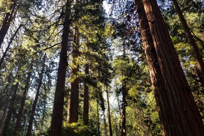 Muir Woods Sausalito Entry & Ferry to Fishermans Wharf included - The ferry back to Pier 41
