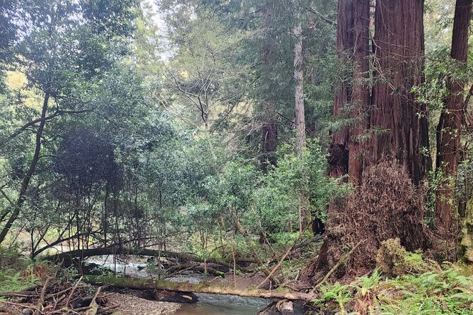 Muir Woods Sausalito Entry & Ferry to Fishermans Wharf included - Who will get the most from this day