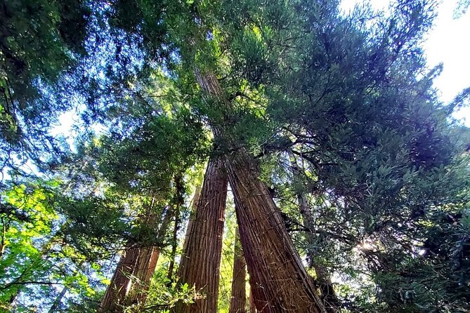 Muir Woods Sausalito Entry & Ferry to Fishermans Wharf included - Crossing the Golden Gate Bridge