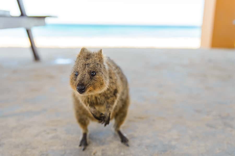 Perth: Rottnest Island Ferry, Bike, Coffee & Lobster Roll - Key points to know before you book