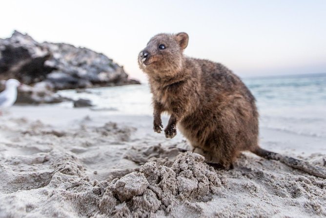 Perth to Rottnest Island Roundtrip Ferry Ticket - From Barrack Street Jetty to the open water