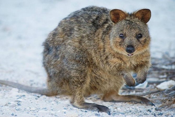 Perth to Rottnest Island Roundtrip Ferry Ticket - Small details that can improve the day