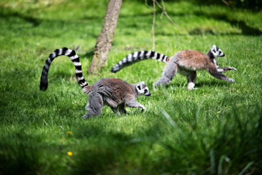Prague: Boat Ride to the Zoo and Admission Ticket - Key points to know before booking