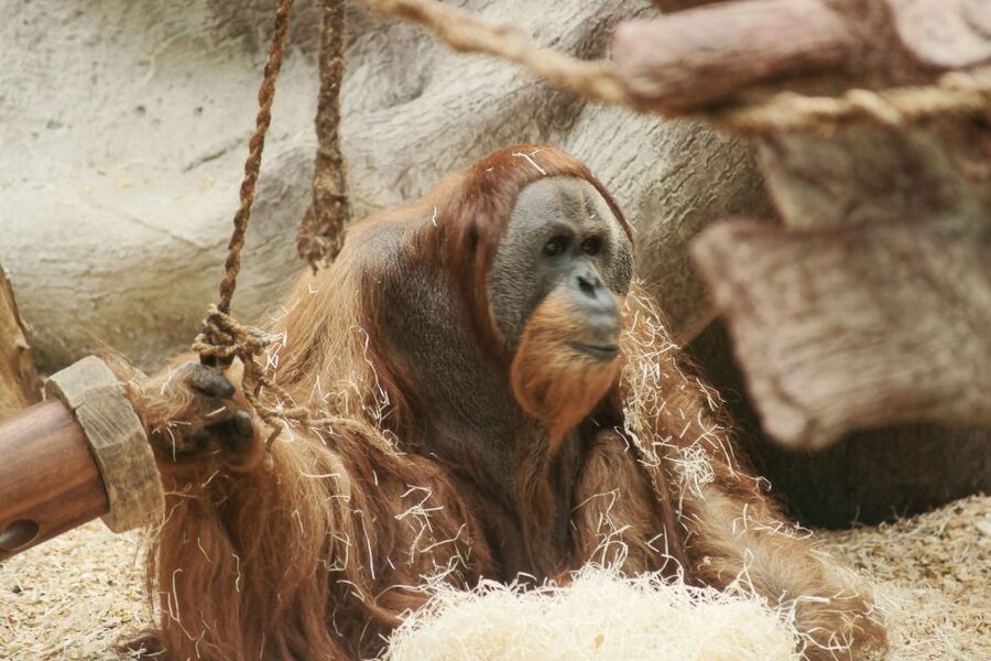 Prague: Boat Ride to the Zoo and Admission Ticket - Should you book the Prague Zoo boat trip?