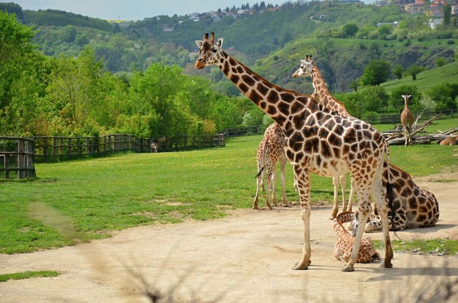 Prague: Boat Ride to the Zoo and Admission Ticket - A gentle start from central Prague