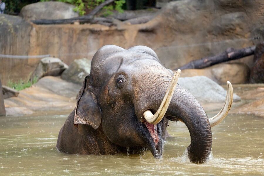 Prague: Boat Ride to the Zoo and Admission Ticket - The return bus needs your attention