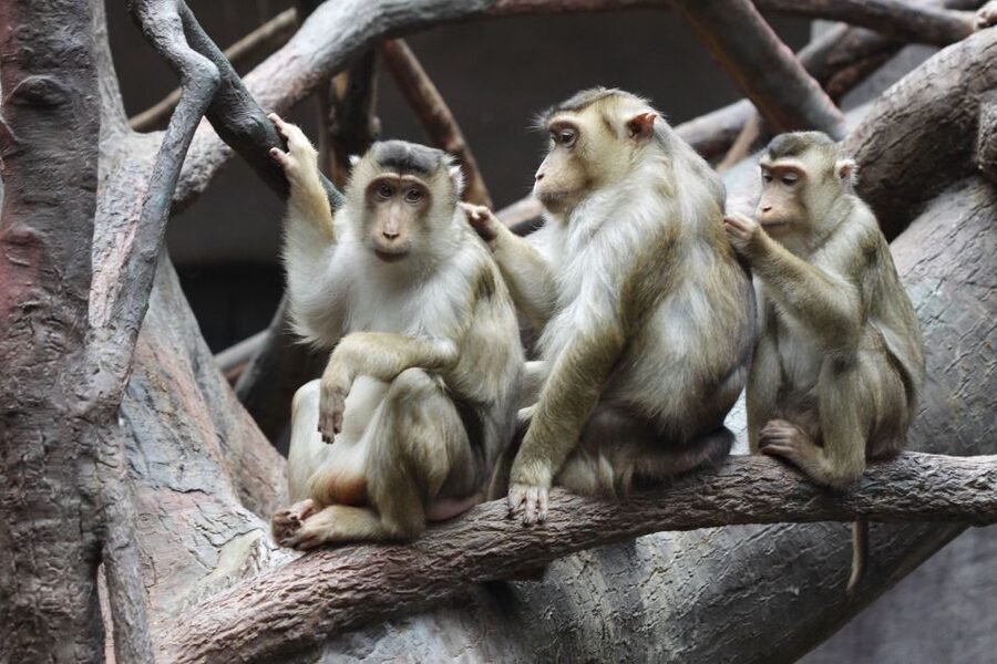 Prague: Boat Ride to the Zoo and Admission Ticket - What the $74 price buys you