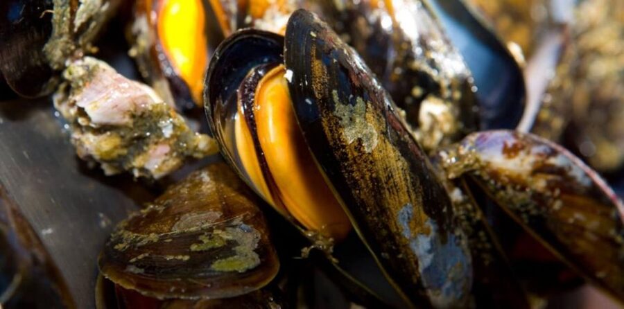 Ría de Arousa: Boat Ride to Mussel Farm with Tasting - Should you book the Ría de Arousa mussel cruise?