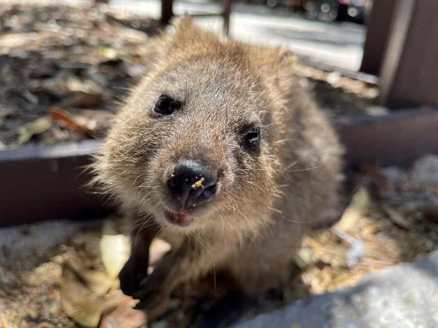 Rottnest Island Ferry and 1.75 Hr Bus Tour - Henrietta Rocks and the coastal stops
