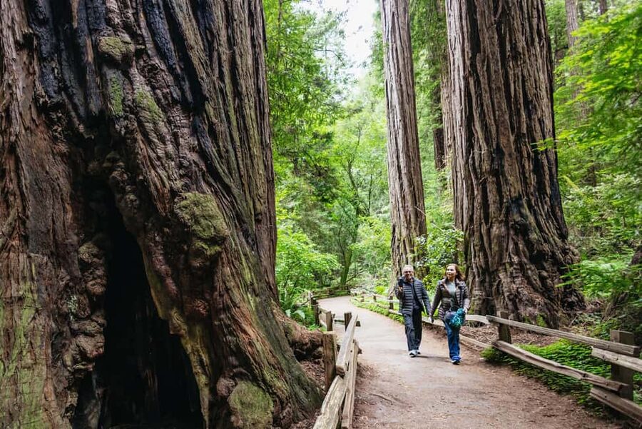 San Francisco: Muir Woods & Sausalito Tour with Ferry Option - Why this half-day trip works so well