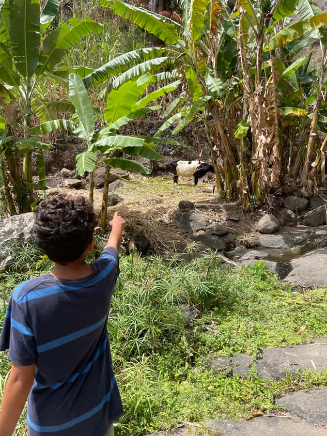 Santo Antão Highlights: Day Trip by Car with Ferry from SV - Key points to know before you book