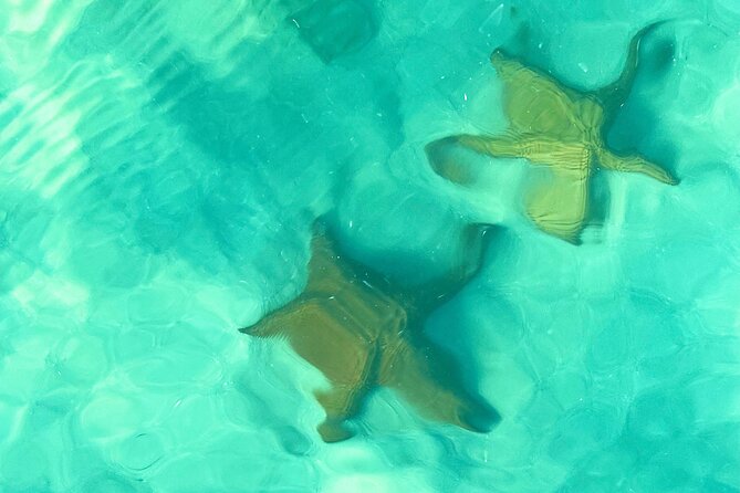Saona Island, Natural pool Starfish, Fast boat, Catamaran +Dances - Why Saona Island is the main attraction