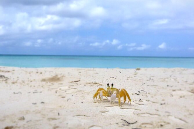 Saona Island, Natural pool Starfish, Fast boat, Catamaran +Dances - What $169 really covers