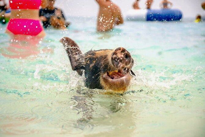 Swimming Pigs Of Rose Island Water Taxi Nassau Bahamas - What the pig encounter is really like